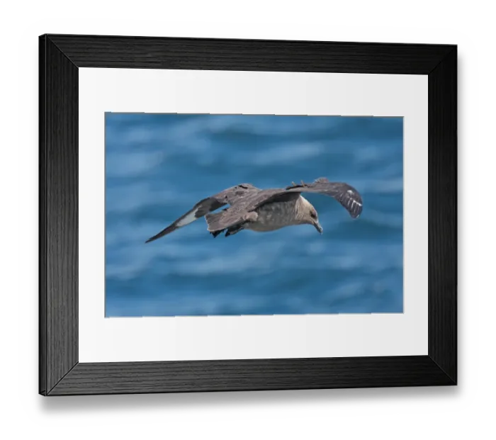 Framed Print : South Polar Skua (Catharacta maccormicki) pale phase, adult, in flight over sea, Antarctic Peninsula, Antarctica Framed Print : South Polar Skua (Catharacta maccormicki) pale phase, adult, in flight over sea, Antarctic Peninsula, Antarctica