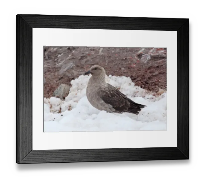 Framed Print : South Polar Skua (Catharacta maccormicki) pale phase, adult, standing on snow, Antarctic Peninsula, Antarctica Framed Print : South Polar Skua (Catharacta maccormicki) pale phase, adult, standing on snow, Antarctic Peninsula, Antarctica