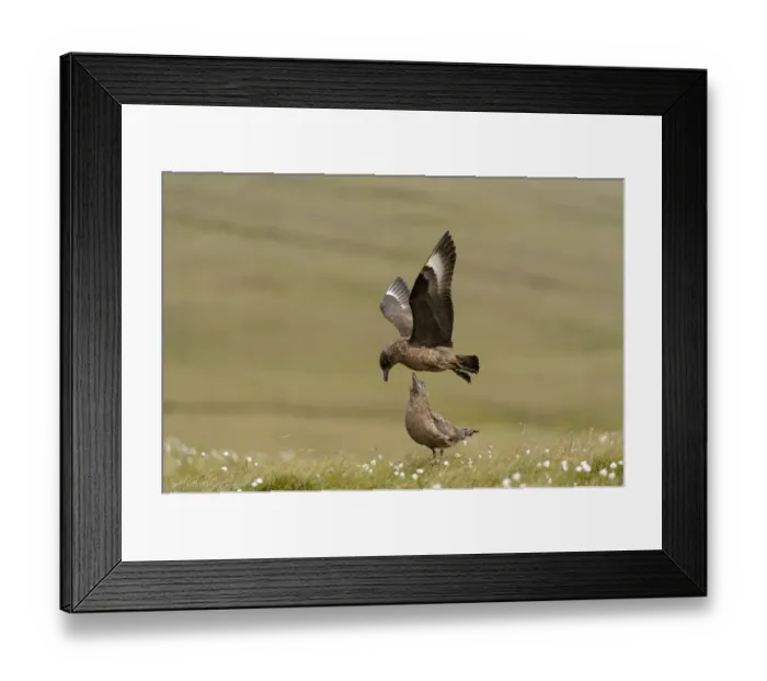 Framed Print : Great Skua (Stercorarius skua) adult pair, in flight and standing on coastal moorland, Unst, Shetland Islands Framed Print : Great Skua (Stercorarius skua) adult pair, in flight and standing on coastal moorland, Unst, Shetland Islands