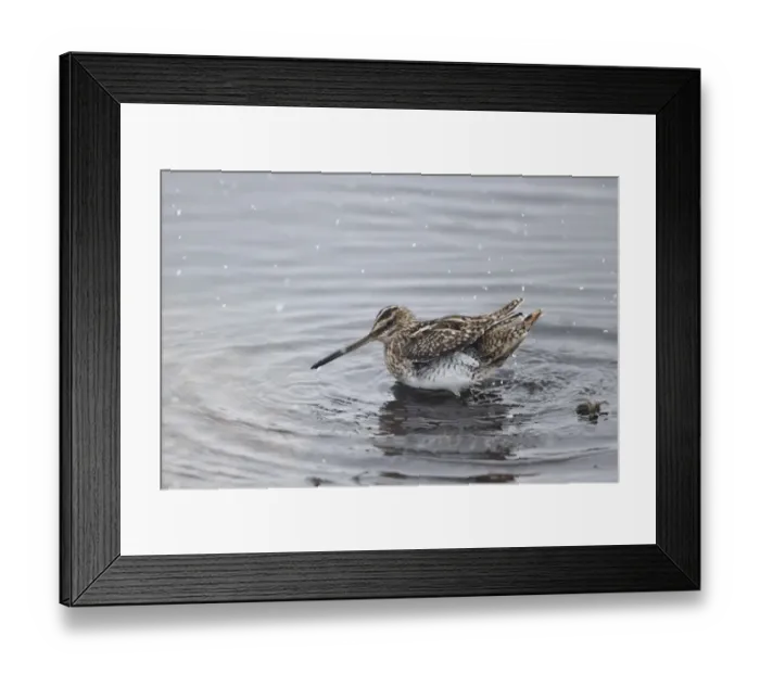 Framed Print : Common Snipe (Gallinago gallinago) adult, bathing in shallow water during snowfall, Warwickshire, England, March Framed Print : Common Snipe (Gallinago gallinago) adult, bathing in shallow water during snowfall, Warwickshire, England, March
