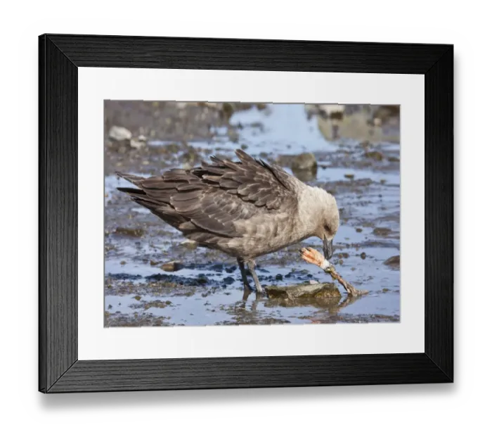 Framed Print : South Polar Skua (Catharacta maccormicki) adult, feeding on Gentoo Penguin (Pygoscelis papua) foot Framed Print : South Polar Skua (Catharacta maccormicki) adult, feeding on Gentoo Penguin (Pygoscelis papua) foot