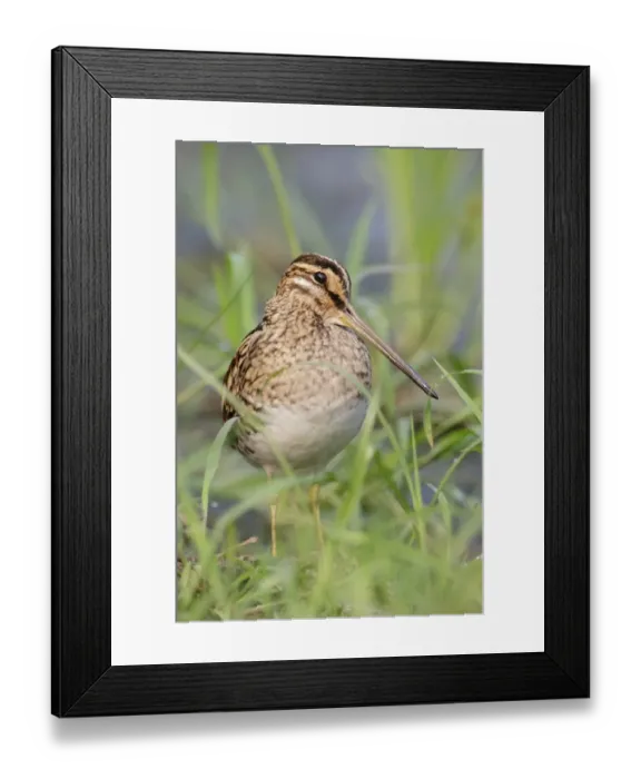 Framed Print : Common Snipe (Gallinago gallinago) adult, standing at edge of water, Hong Kong, China, October