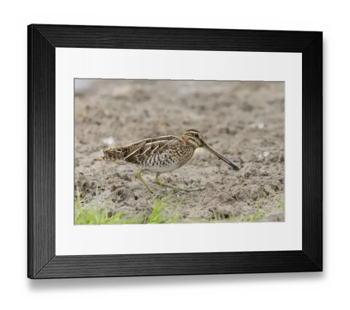 Framed Print : Common Snipe (Gallinago gallinago) adult, feeding, standing on mud, Suffolk, England, August Framed Print : Common Snipe (Gallinago gallinago) adult, feeding, standing on mud, Suffolk, England, August
