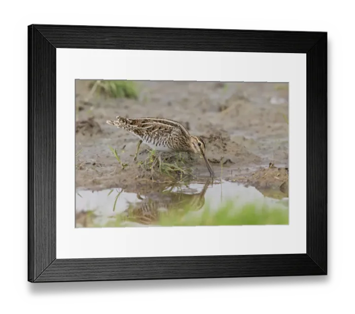 Framed Print : Common Snipe (Gallinago gallinago) adult, feeding in shallow water, standing on mud, Suffolk, England, August Framed Print : Common Snipe (Gallinago gallinago) adult, feeding in shallow water, standing on mud, Suffolk, England, August