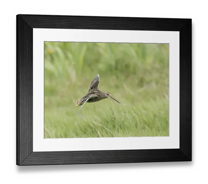 Framed Print : Common Snipe (Gallinago gallinago) adult, in flight, landing in meadow, Sussex, England, May