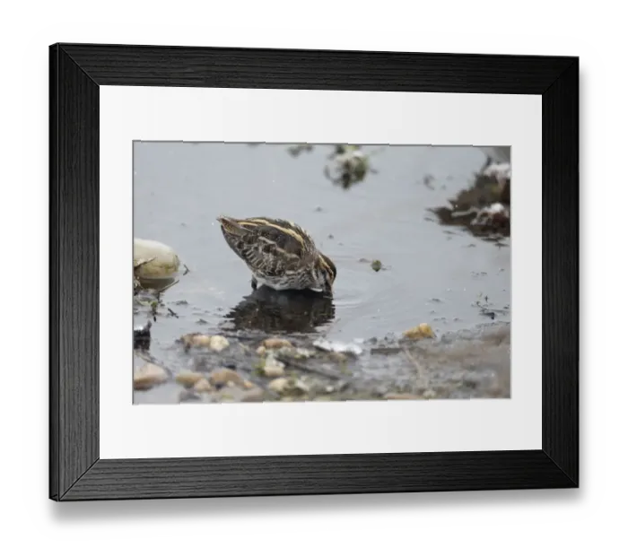 Framed Print : Jack Snipe (Lymnocryptes minimus) adult, feeding in shallow water during snowfall, Warwickshire, England, March