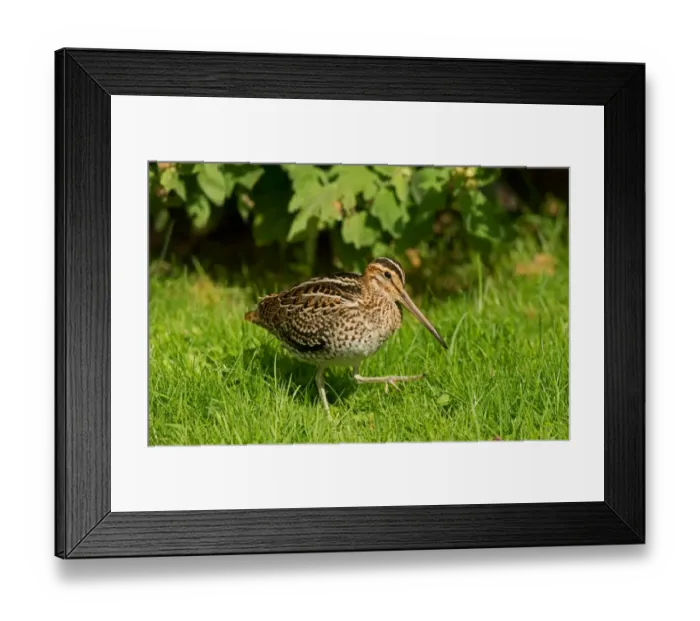 Framed Print : Great Snipe (Gallinago media) adult, vagrant, walking on grass, Spurn, East Yorkshire, England, September Framed Print : Great Snipe (Gallinago media) adult, vagrant, walking on grass, Spurn, East Yorkshire, England, September