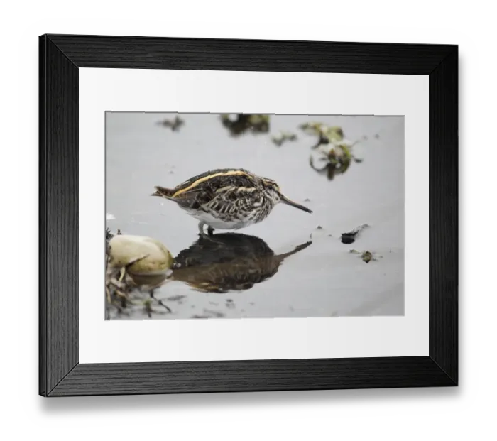 Framed Print : Jack Snipe (Lymnocryptes minimus) adult, crouching in shallow water during snowfall, Warwickshire, England, March