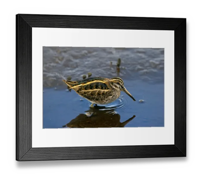 Framed Print : Jack Snipe (Lymnocryptes minimus) adult, standing in shallow water, Isles of Scilly, England, October