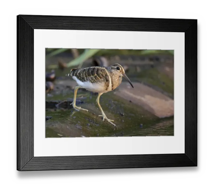 Framed Print : Greater Painted-snipe (Rostratula benghalensis) adult male, walking at edge of water, Hong Kong, China, November
