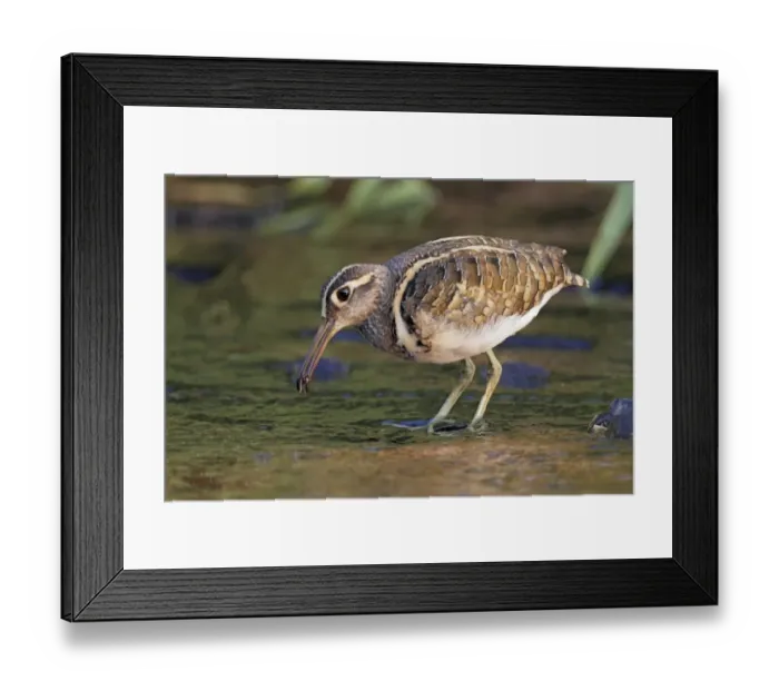 Framed Print : Greater Painted-snipe (Rostratula benghalensis) adult male, feeding, standing in shallow water, Hong Kong, China Framed Print : Greater Painted-snipe (Rostratula benghalensis) adult male, feeding, standing in shallow water, Hong Kong, China