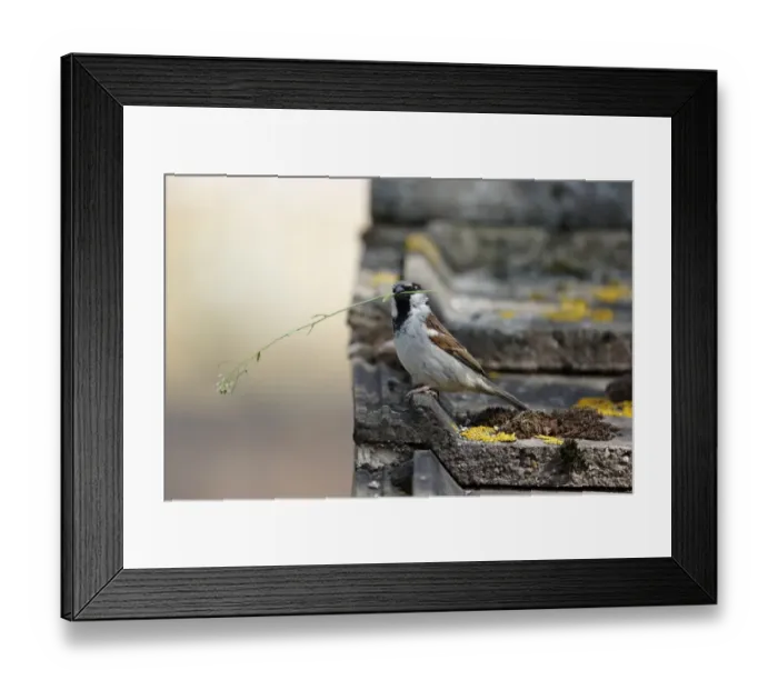 Framed Print : House Sparrow (Passer domesticus) adult male, with nest material in beak, perched on tiled roof, Warwickshire, England Framed Print : House Sparrow (Passer domesticus) adult male, with nest material in beak, perched on tiled roof, Warwickshire, England