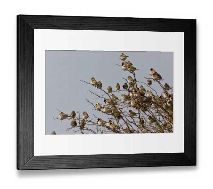 Framed Print : Cape Sparrow Passer melanurus adult males and females, flock perched in thorn bush, Kalahari Desert Framed Print : Cape Sparrow Passer melanurus adult males and females, flock perched in thorn bush, Kalahari Desert