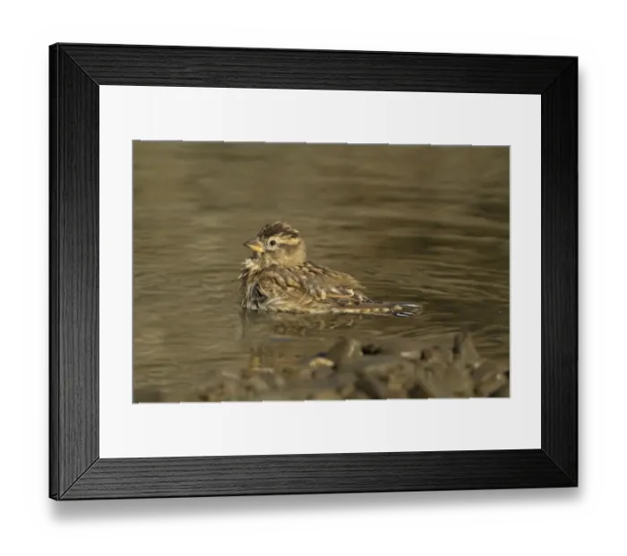 Framed Print : Rock Sparrow (Petronia petronia) adult, bathing, Extremadura, Spain, September
