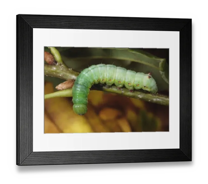 Framed Print : Coxcomb Prominent (Ptilodon capucina) full-grown larva, feeding on oak leaf, Powys, Wales, October Framed Print : Coxcomb Prominent (Ptilodon capucina) full-grown larva, feeding on oak leaf, Powys, Wales, October