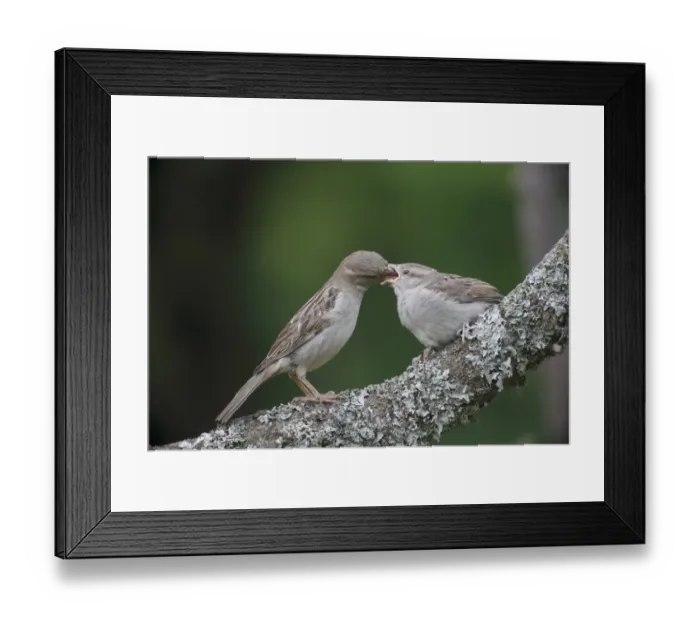 Framed Print : House Sparrow (Passer domesticus) adult female feeding young, perched on branch, Bulgaria, May Framed Print : House Sparrow (Passer domesticus) adult female feeding young, perched on branch, Bulgaria, May