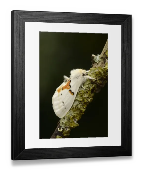 Framed Print : White Prominent (Leucodonta bicoloria) adult, resting on lichen covered twig (captive bred) Framed Print : White Prominent (Leucodonta bicoloria) adult, resting on lichen covered twig (captive bred)