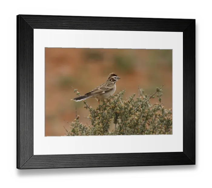 Framed Print : Lark Sparrow (Chondestes grammacus) adult, perched on sagebrush, Utah, U. S. A. May