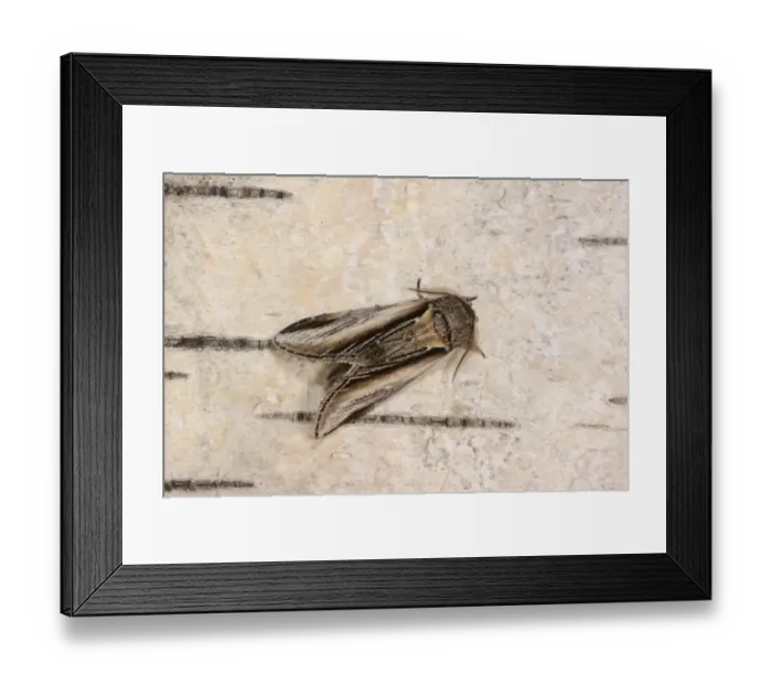 Framed Print : Swallow Prominent (Pheosia tremula) adult male, resting on birch bark, Oxfordshire, England, August Framed Print : Swallow Prominent (Pheosia tremula) adult male, resting on birch bark, Oxfordshire, England, August