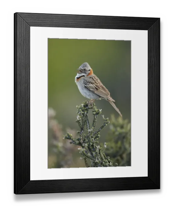 Framed Print : Rufous-collared Sparrow (Zonotrichia capensis) adult, singing, perched on bush, Torres del Paine N. P