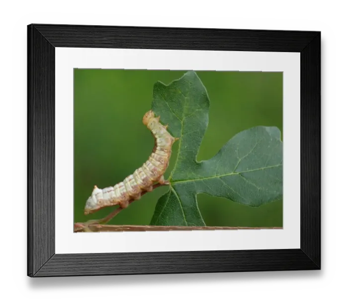 Framed Print : Maple Prominent (Ptilodontella cucullina) caterpillar, feeding on Field Maple (Acer campestre) leaf, Cannobina Valley Framed Print : Maple Prominent (Ptilodontella cucullina) caterpillar, feeding on Field Maple (Acer campestre) leaf, Cannobina Valley
