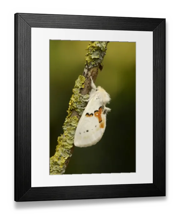 Framed Print : White Prominent (Leucodonta bicoloria) adult, resting on lichen covered twig (captive bred) Framed Print : White Prominent (Leucodonta bicoloria) adult, resting on lichen covered twig (captive bred)