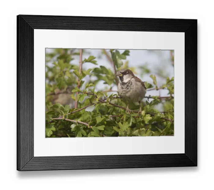 Framed Print : House Sparrow (Passer domesticus) adult male, perched on hawthorn twig in hedgerow, Berwickshire, Scottish Borders Framed Print : House Sparrow (Passer domesticus) adult male, perched on hawthorn twig in hedgerow, Berwickshire, Scottish Borders
