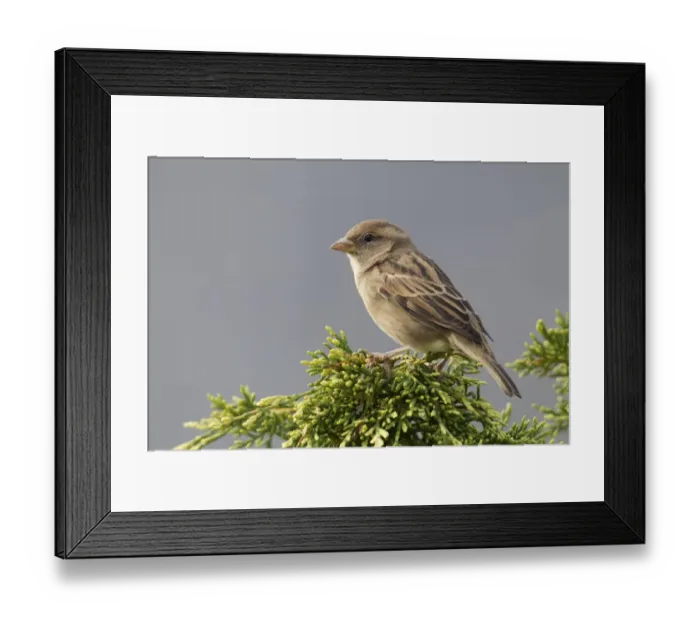 Framed Print : House Sparrow (Passer domesticus) adult female, perched on conifer in garden, Berwickshire, Scottish Borders, Scotland Framed Print : House Sparrow (Passer domesticus) adult female, perched on conifer in garden, Berwickshire, Scottish Borders, Scotland