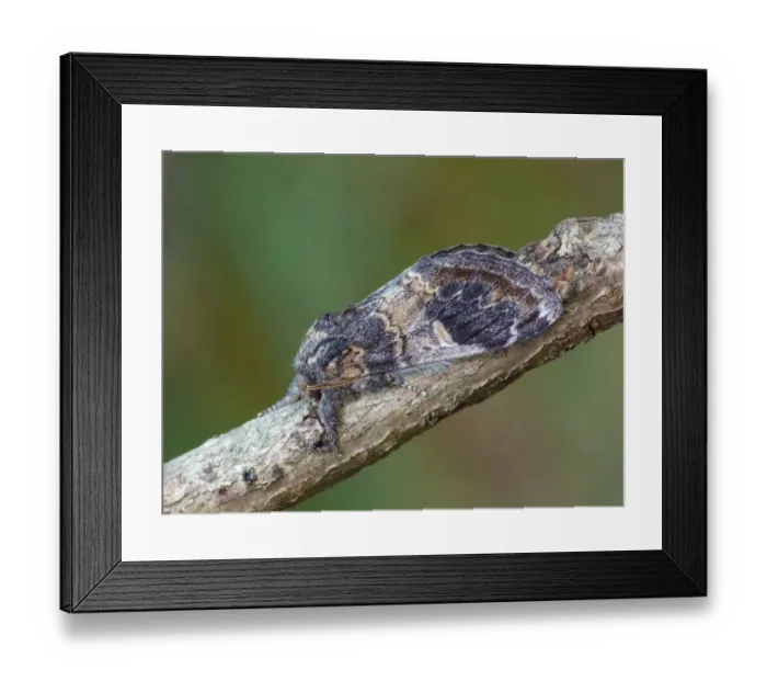 Framed Print : Three-humped Prominent (Notodonta tritophus) adult, resting on twig, Cannobina Valley, Italian Alps, Piedmont Framed Print : Three-humped Prominent (Notodonta tritophus) adult, resting on twig, Cannobina Valley, Italian Alps, Piedmont