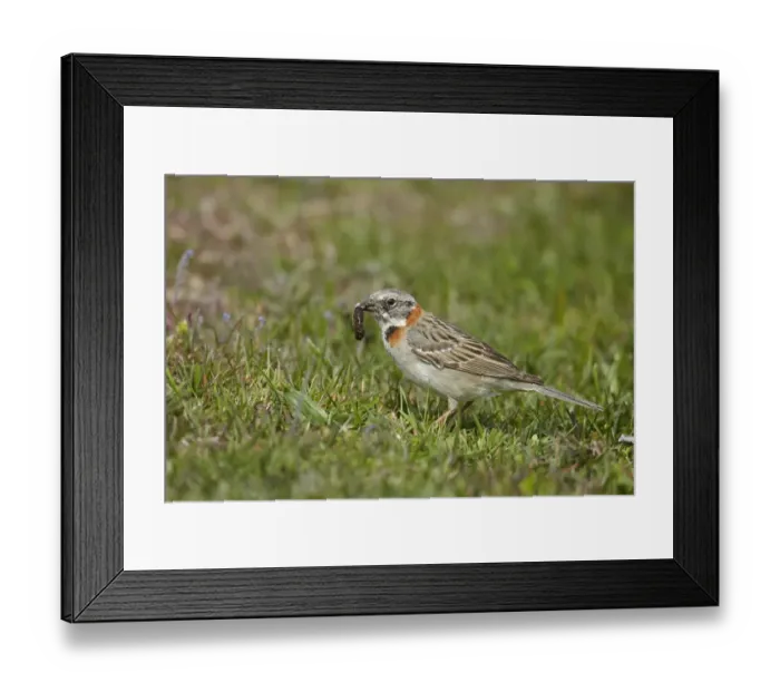 Framed Print : Rufous-collared Sparrow (Zonotrichia capensis) adult, feeding on grub, Torres del Paine N. P Framed Print : Rufous-collared Sparrow (Zonotrichia capensis) adult, feeding on grub, Torres del Paine N. P