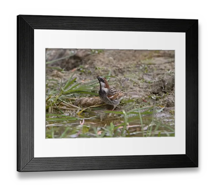 Framed Print : Spanish Sparrow (Passer hispaniolensis) adult male, drinking from pool, Extremadura, Spain, April Framed Print : Spanish Sparrow (Passer hispaniolensis) adult male, drinking from pool, Extremadura, Spain, April