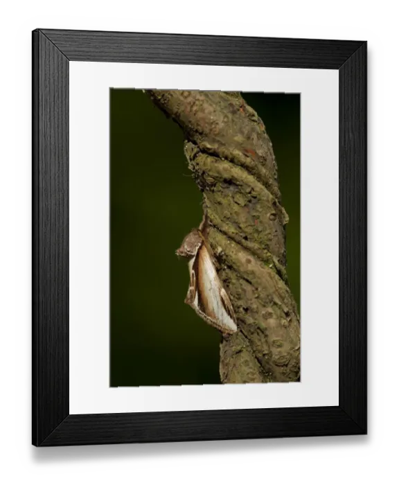 Framed Print : Lesser Swallow Prominent (Pheosia gnoma) adult, Sheffield, South Yorkshire, England, June