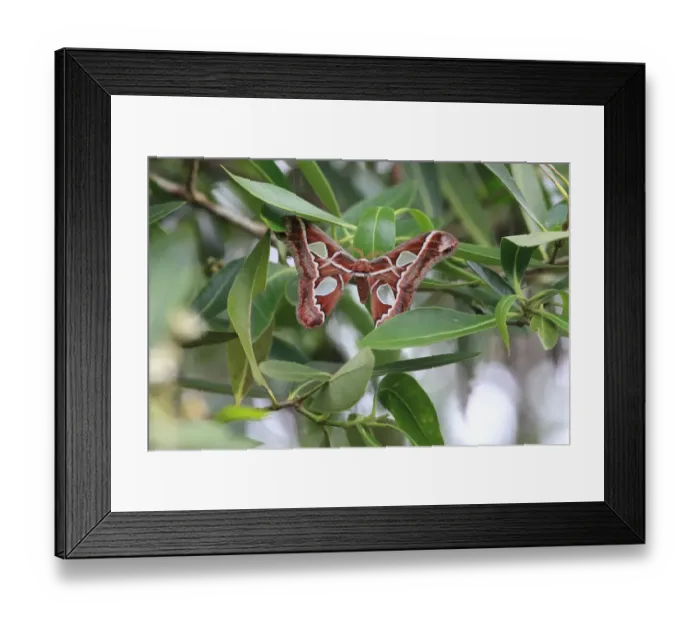 Framed Print : Orizaba Silkmoth (Rothschildia orizaba) adult, resting on leaf, Trinidad, Trinidad and Tobago, April Framed Print : Orizaba Silkmoth (Rothschildia orizaba) adult, resting on leaf, Trinidad, Trinidad and Tobago, April
