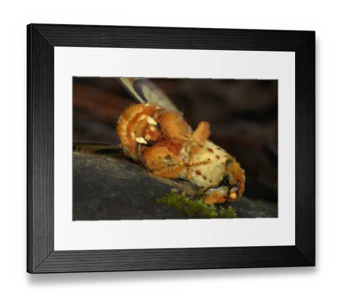 Framed Print : Southern Regal Moth (Citheronia lobesis) adult, curled up in defensive wasp immitation pose, in cloudforest Framed Print : Southern Regal Moth (Citheronia lobesis) adult, curled up in defensive wasp immitation pose, in cloudforest