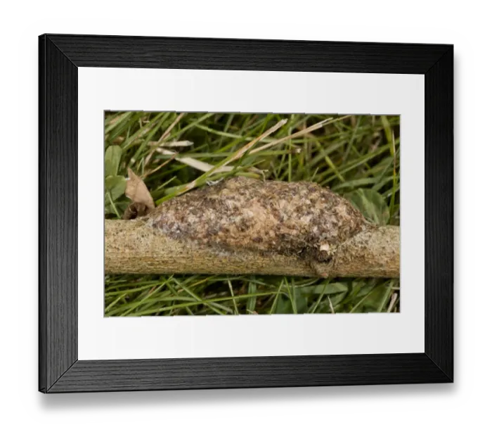 Framed Print : Puss Moth (Cerura vinula) cocoon on willow twig, made partly of wood macerated by larva, Dorset, England, July Framed Print : Puss Moth (Cerura vinula) cocoon on willow twig, made partly of wood macerated by larva, Dorset, England, July