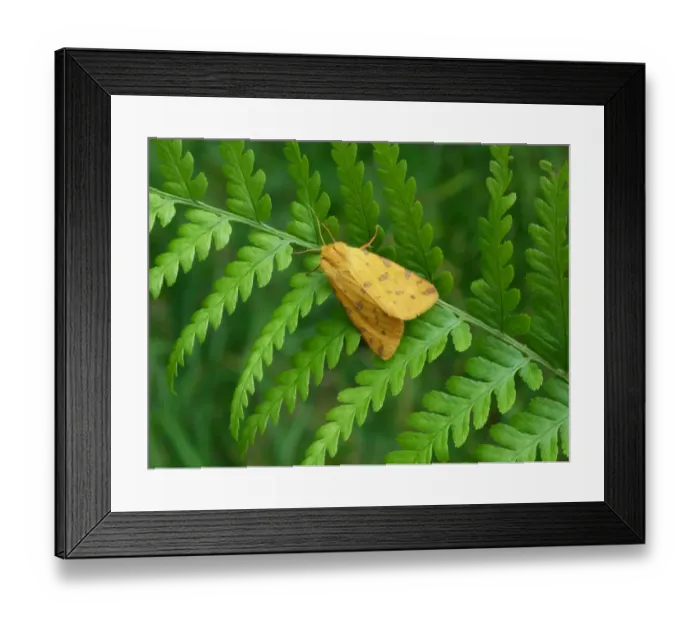 Framed Print : Yellow Tiger Moth (Rhyparia purpurata) adult, resting on Lady Fern (Athyrium filix-femina) frond, Cannobina Valley Framed Print : Yellow Tiger Moth (Rhyparia purpurata) adult, resting on Lady Fern (Athyrium filix-femina) frond, Cannobina Valley
