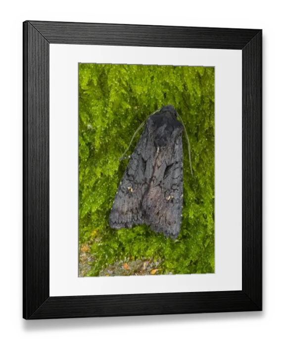 Framed Print : Black Rustic (Aporophyla nigra) adult, resting on moss, Powys, Wales, September Framed Print : Black Rustic (Aporophyla nigra) adult, resting on moss, Powys, Wales, September