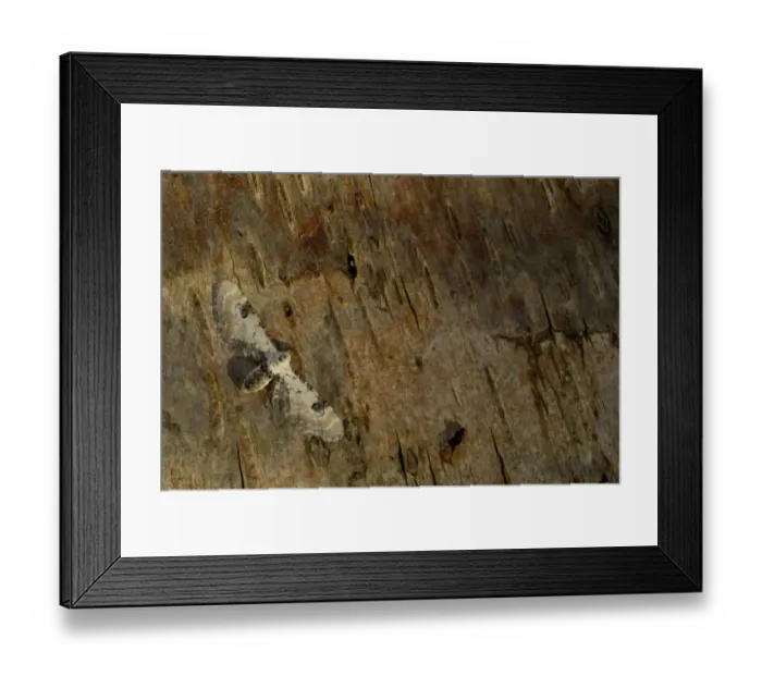 Framed Print : Lime-speck Pug (Eupithecia centaureata) adult, resting on bark, Sheffield, South Yorkshire, England, July Framed Print : Lime-speck Pug (Eupithecia centaureata) adult, resting on bark, Sheffield, South Yorkshire, England, July