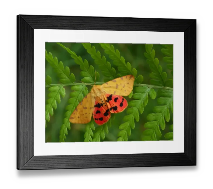 Framed Print : Yellow Tiger Moth (Rhyparia purpurata) adult, showing red hindwing colouration Framed Print : Yellow Tiger Moth (Rhyparia purpurata) adult, showing red hindwing colouration