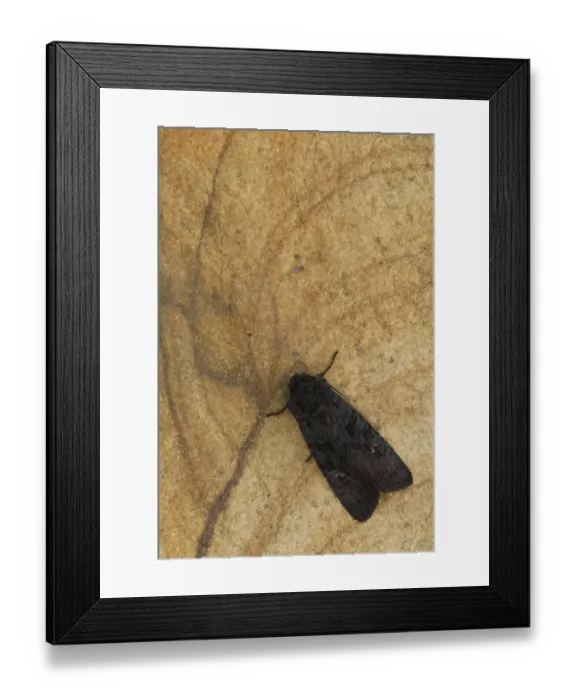 Framed Print : Black Rustic (Aporophyla nigra) adult, resting on sandstone, Sheffield, South Yorkshire, England, September Framed Print : Black Rustic (Aporophyla nigra) adult, resting on sandstone, Sheffield, South Yorkshire, England, September