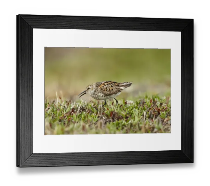 Framed Print : Western Sandpiper (Calidris mauri) adult, breeding plumage, walking on tundra, near Barrow, Alaska, U. S. A. June Framed Print : Western Sandpiper (Calidris mauri) adult, breeding plumage, walking on tundra, near Barrow, Alaska, U. S. A. June
