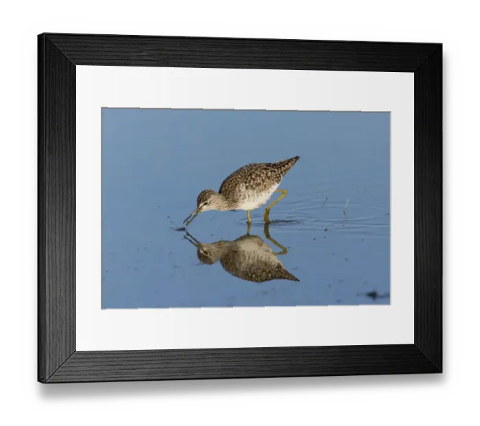 Framed Print : Wood Sandpiper (Tringa glareola) adult, feeding, picking fly from surface of shallow water, Suffolk, England, May Framed Print : Wood Sandpiper (Tringa glareola) adult, feeding, picking fly from surface of shallow water, Suffolk, England, May