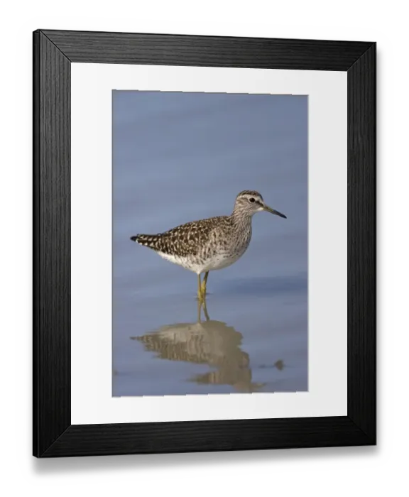 Framed Print : Wood Sandpiper (Tringa glareola) adult, summer plumage, standing in shallow water, Kos, Dodecanese, Aegean, Greece, May Framed Print : Wood Sandpiper (Tringa glareola) adult, summer plumage, standing in shallow water, Kos, Dodecanese, Aegean, Greece, May