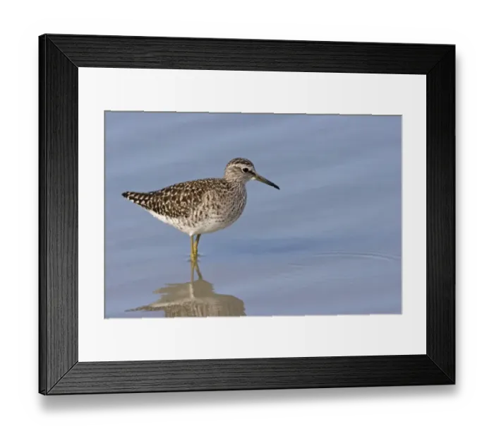 Framed Print : Wood Sandpiper (Tringa glareola) adult, summer plumage, standing in shallow water, Kos, Dodecanese, Aegean, Greece, May Framed Print : Wood Sandpiper (Tringa glareola) adult, summer plumage, standing in shallow water, Kos, Dodecanese, Aegean, Greece, May