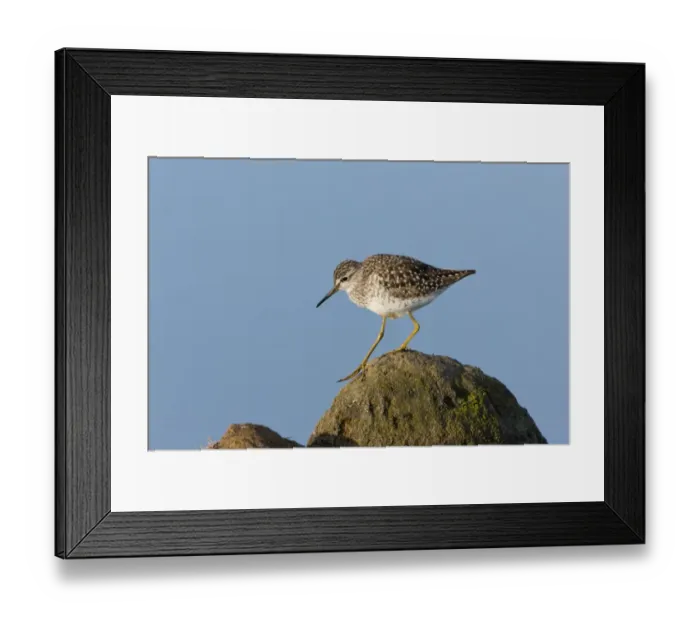 Framed Print : Wood Sandpiper (Tringa glareola) adult, walking across rocks, Suffolk, England, May Framed Print : Wood Sandpiper (Tringa glareola) adult, walking across rocks, Suffolk, England, May