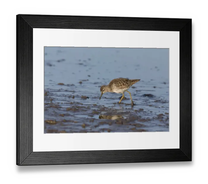 Framed Print : Wood Sandpiper (Tringa glareola) adult, foraging on mud, Suffolk, England, May