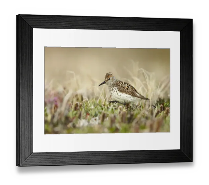 Framed Print : Western Sandpiper (Calidris mauri) adult, breeding plumage, standing on tundra, near Barrow, Alaska, U. S. A. June Framed Print : Western Sandpiper (Calidris mauri) adult, breeding plumage, standing on tundra, near Barrow, Alaska, U. S. A. June