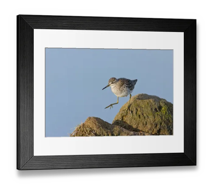 Framed Print : Wood Sandpiper (Tringa glareola) adult, walking across rocks, Suffolk, England, May Framed Print : Wood Sandpiper (Tringa glareola) adult, walking across rocks, Suffolk, England, May