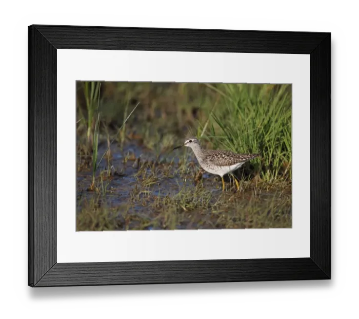 Framed Print : Wood Sandpiper (Tringa glareola) adult, breeding plumage, wading in shallow water, Lesvos, Aegean, Greece, April Framed Print : Wood Sandpiper (Tringa glareola) adult, breeding plumage, wading in shallow water, Lesvos, Aegean, Greece, April