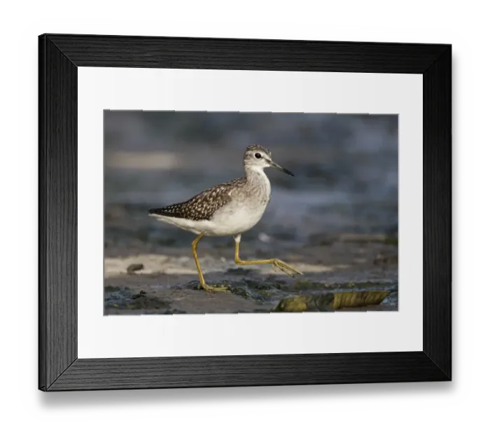 Framed Print : Wood Sandpiper (Tringa glareola) adult, non-breeding plumage, walking on dry drainage channel bank, Hong Kong, China Framed Print : Wood Sandpiper (Tringa glareola) adult, non-breeding plumage, walking on dry drainage channel bank, Hong Kong, China